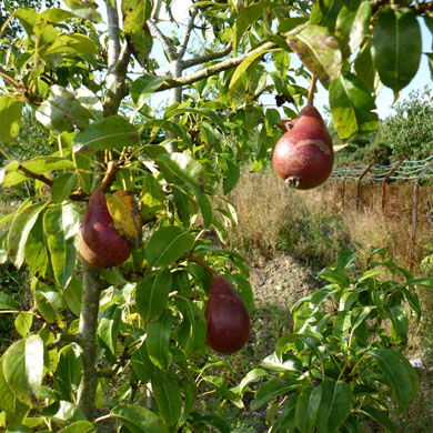 Wild Pear Hedging 